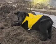 Rubén, el perro rescatado que se convirtió en el compañero de obra de una constructora
