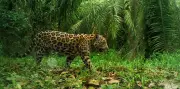 Santander protege al jaguar en el Magdalena Medio con censo y estrategias de conservación