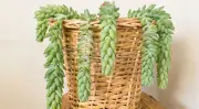 Sedum Burrito: La Planta Colgante Con Forma de Cola que Conquista Hogares
