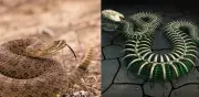 Serpiente cascabel robótica demuestra que el miedo a su sonido es instinto natural en animales