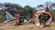 Soldado sobrevive a accidente aéreo en Putumayo gracias a su perro de rescate