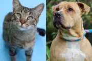 Taller de fotografía para mascotas busca aumentar adopciones en Bogotá