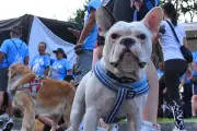 Victoria para dueños de mascotas: Corte Constitucional elimina multas en conjuntos residenciales