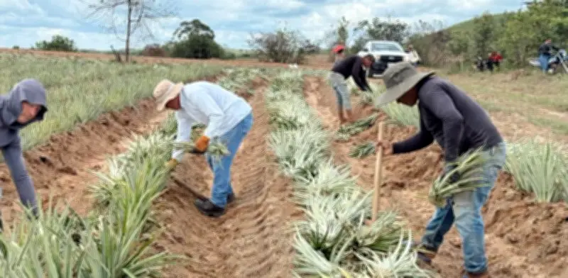 45 familias del Meta transforman tierras de violencia en cultivos de esperanza