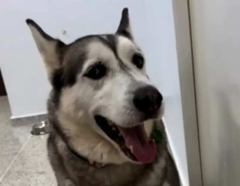 Abandonan a perro husky en clínica veterinaria de Sabaneta, Antioquia