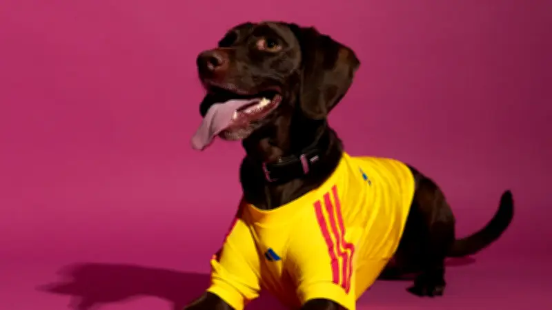 Adidas lanza camisetas del Mundial 2026 para perros: precio y tiendas oficiales