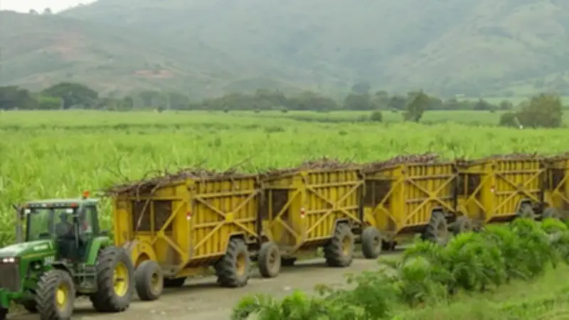 Alerta en Valle y Cauca por crisis en la agroindustria de la caña de azúcar