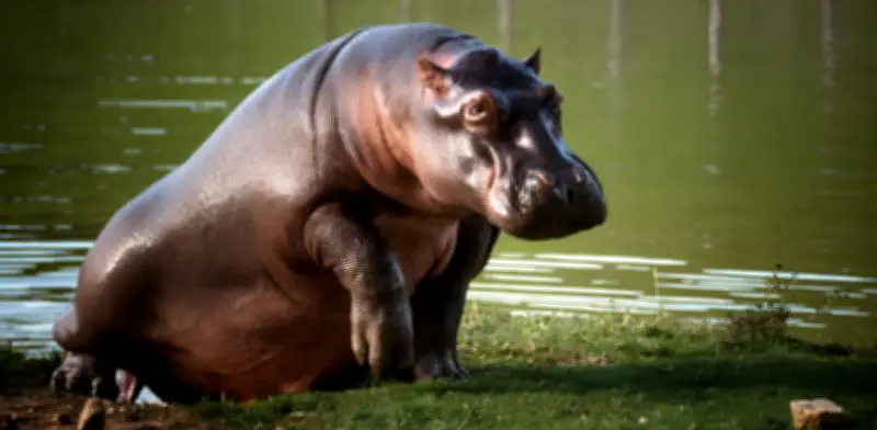 Anant Ambani: el multimillonario indio que quiere salvar a los hipopótamos de Escobar