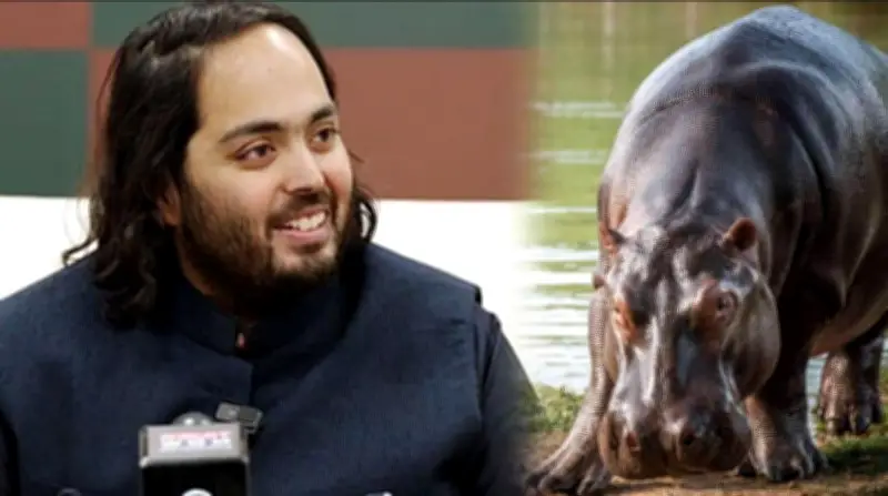 Anant Ambani propone salvar a 80 hipopótamos de Colombia de la eutanasia