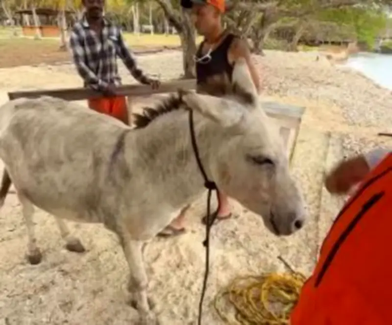 Apolo, el burro rescatado del maltrato en Islas del Rosario, inicia nueva vida en Cartagena