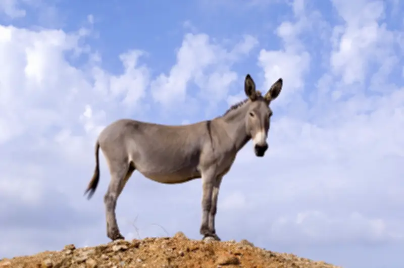 Argentina vende carne de burro legalmente: precio y polémica en Chubut