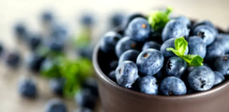 Arándanos colombianos apuntan a Brasil, China y México con expansión del 20% en cultivos para 2026