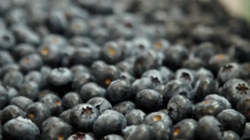 Arándanos colombianos: producción crece 20% en 2026 con fuerte impacto en empleo rural