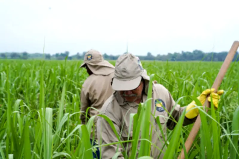 Asocaña alerta sobre crisis en agroindustria cañera por importaciones y barreras comerciales