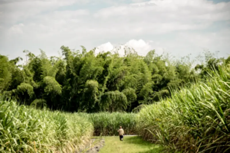 Asocaña rechaza ataque a trenes cañeros en Cauca y alerta sobre escalada violenta