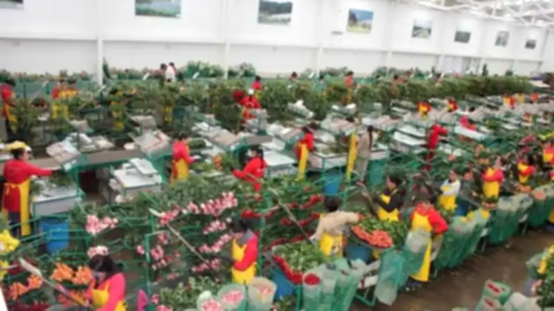 Asocolflores prioriza mantener 240 mil empleos formales en floricultura colombiana