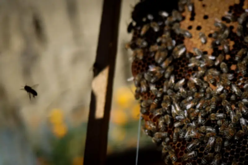 Ataque de abejas en Ciudad Bolívar, Antioquia: tres heridos graves