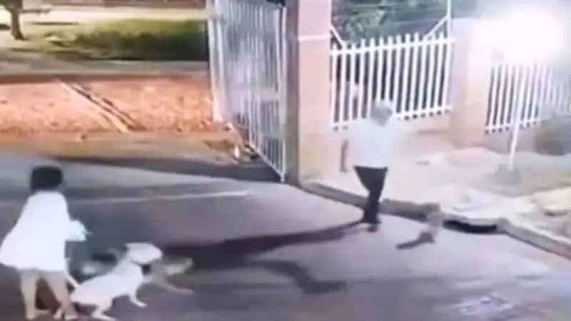 Ataque de pitbull en Barranquilla deja perro muerto y joven herido