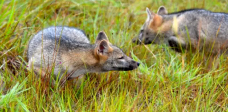 Avistamiento de zorro perruno en Bogotá: señal de recuperación ecológica en humedales capitalinos