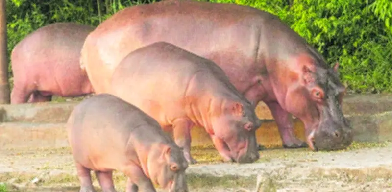 AZCARM desmiente a MinAmbiente y pide no sacrificar hipopótamos de Escobar
