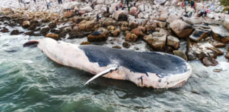 Ballena jorobada varada en Alemania logra liberarse tras tres semanas