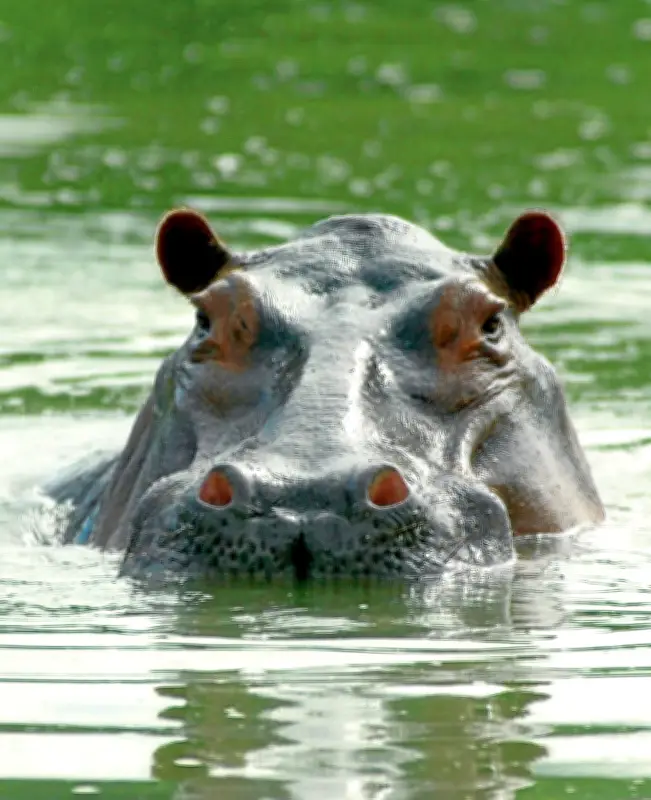 Barrancabermeja en alerta por hipopótamos: Ministerio de Ambiente activa plan de captura