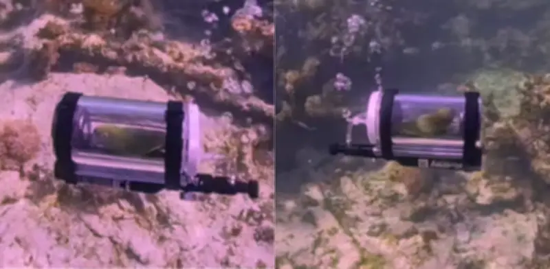 Bebe, el loro que bucea en las Bahamas con submarino casero, genera intenso debate en redes