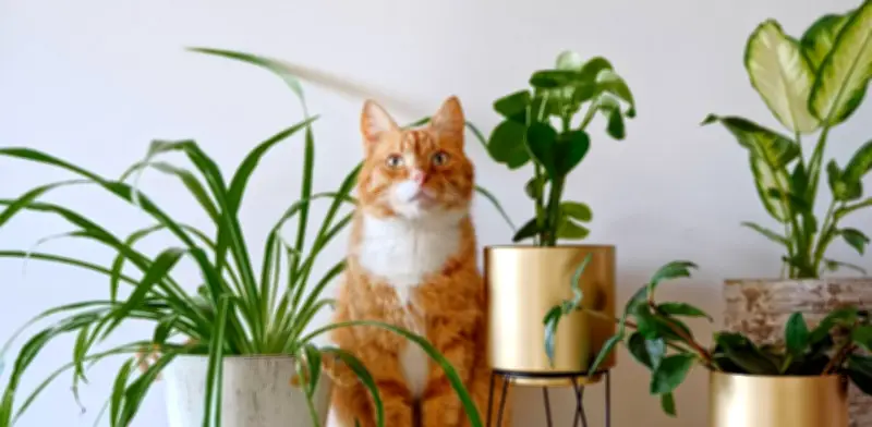 Bicarbonato de sodio: el secreto casero que transforma el cuidado de plantas y jardines