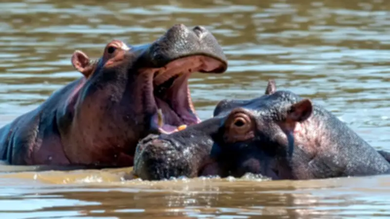 Bióloga advierte que eutanasia y caza son únicas opciones para controlar hipopótamos en Colombia