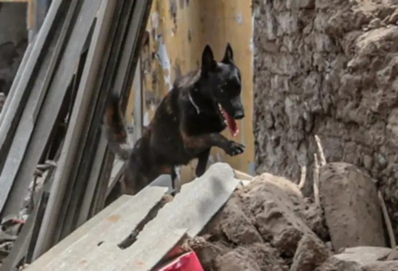 Bomberos de Zapopan rinden homenaje a Capitán, perro rescatista con 10 años de servicio