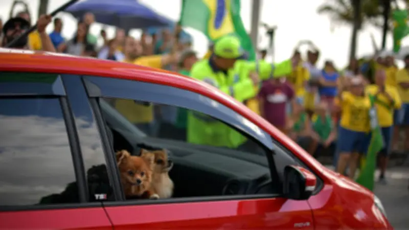 Brasil aprueba ley de custodia compartida para mascotas en divorcios