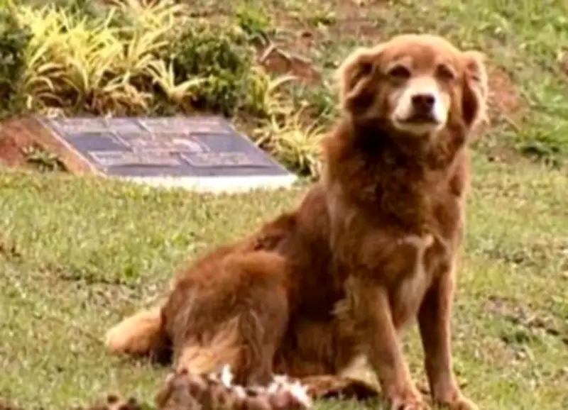 Brasil: perros y gatos podrán ser enterrados con sus dueños