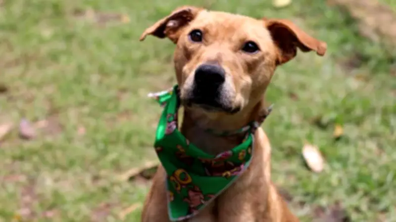 Bucaramanga organiza tercera jornada masiva de adopción, esterilización y vacunación gratuita de mascotas