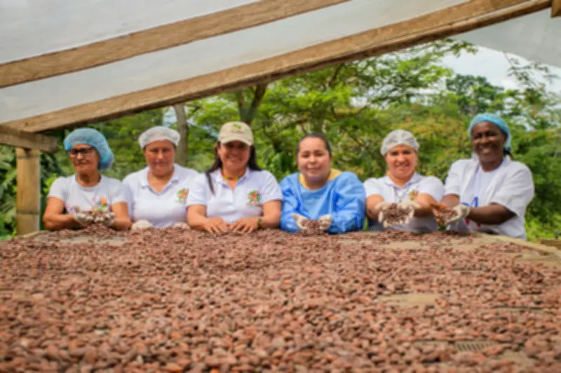 Cacao Amazónico: Mujeres de Caquetá transforman su territorio y siembran paz
