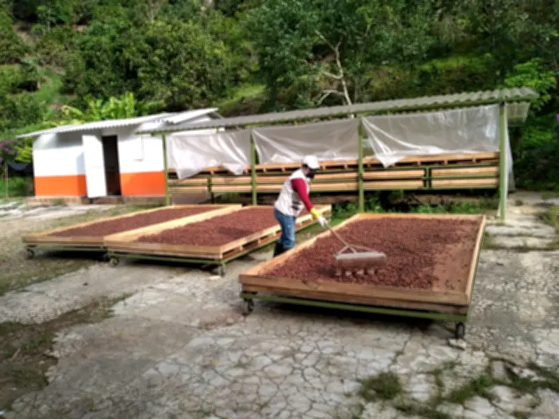 Cacao santandereano crece 124% en exportaciones y lidera economía regional