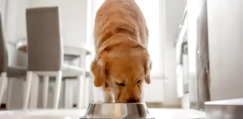 ¿Cada cuánto deben comer perros y gatos? Veterinarios explican las diferencias clave