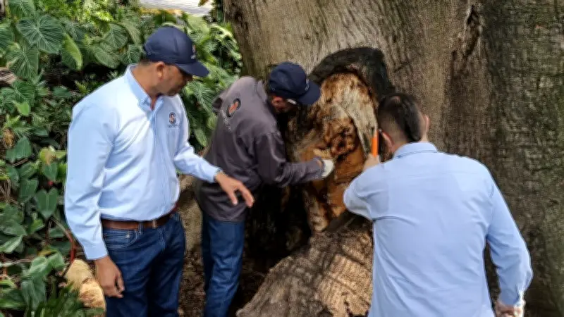 Cali interviene tres árboles emblemáticos para salvarlos de hongos y plagas