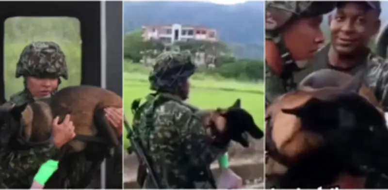 Candy, la perrita del Ejército rescatada tras mordedura de serpiente en el Tolima