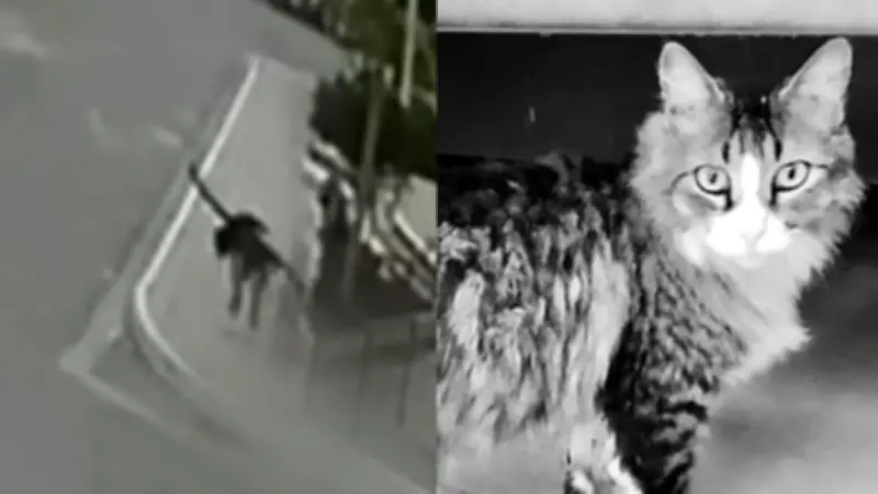 Capturan en flagrancia a hombre que aplastó a golpes a un gato en Ocaña