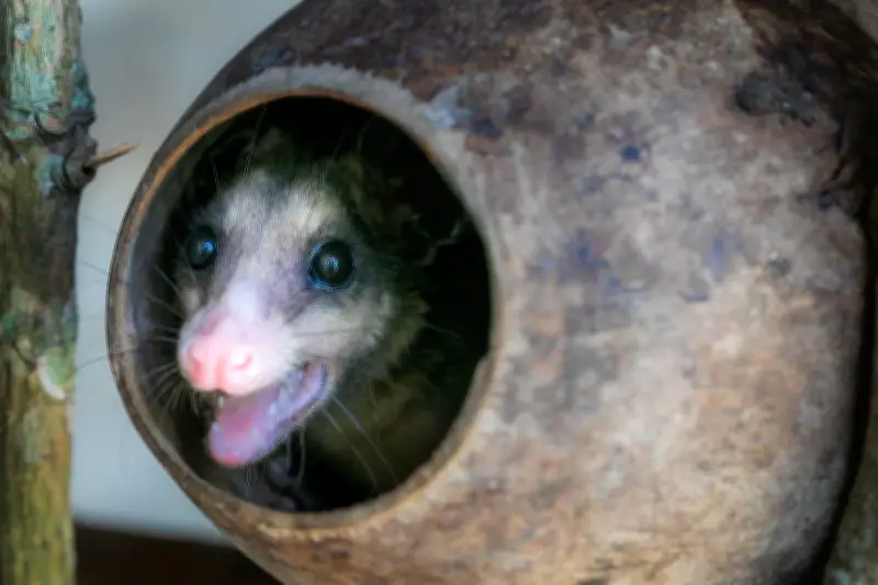 CAR Cundinamarca atendió 42 casos de tráfico de fauna silvestre durante Semana Santa 2026