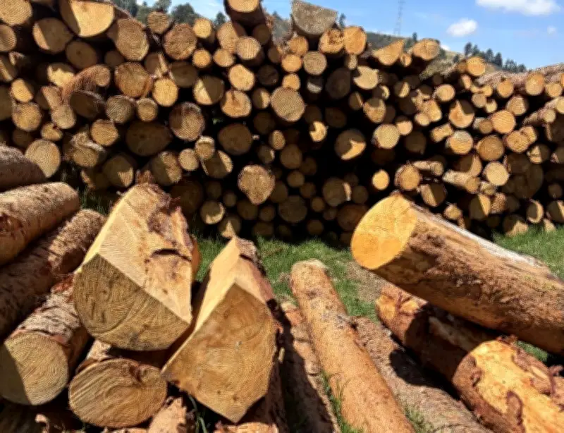 CAR descubre tala ilegal y producción de carbón en zona protegida de Chocontá