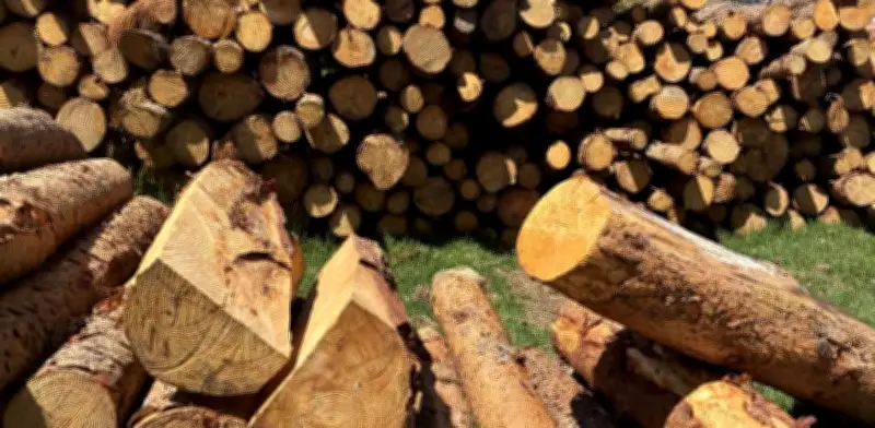 CAR impone medida preventiva por tala ilegal en zona protegida del río Bogotá en Chocontá