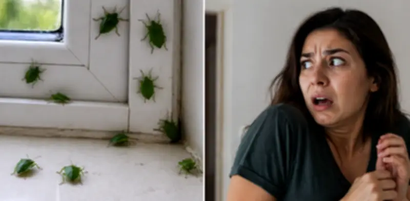 Chinches verdes en casa: qué significan y cómo retirarlas sin riesgos