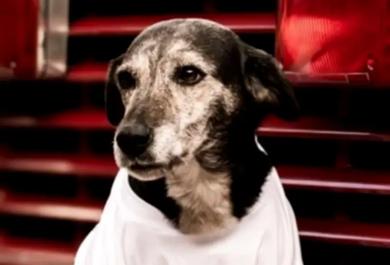 Chispa, la perrita bombero que durante 15 años fue símbolo de lealtad en emergencias