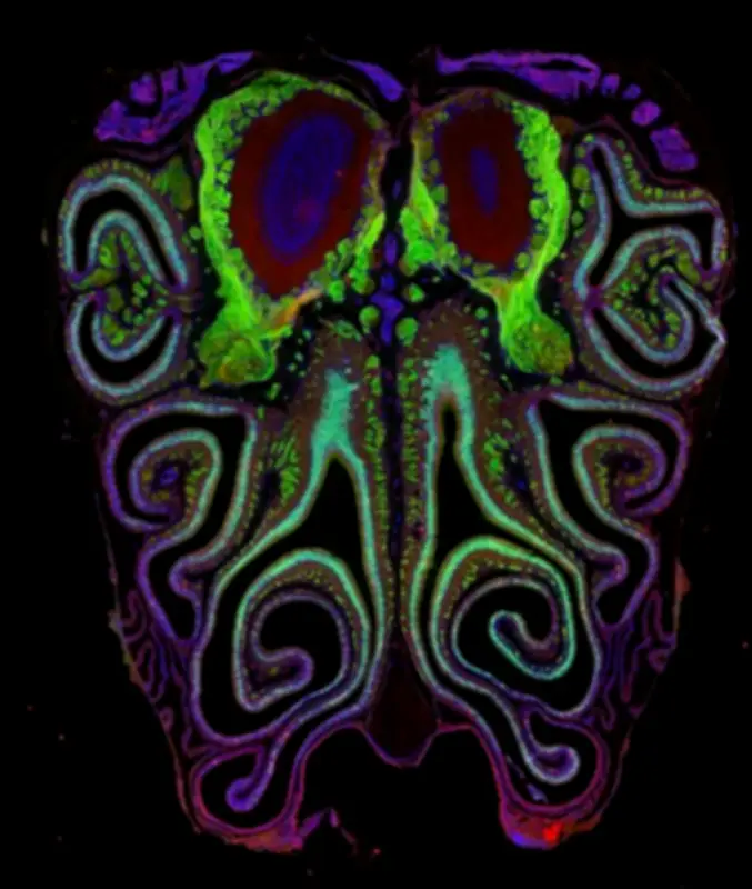 Científicos crean el primer mapa detallado del olfato en la nariz