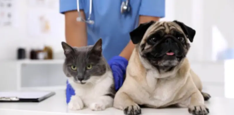 Claves para prevenir el cáncer en perros y gatos: alimentación y control veterinario