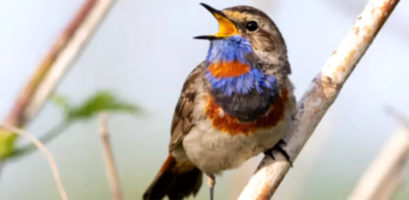 Cómo convertir su jardín en un santuario para aves urbanas en tres pasos esenciales