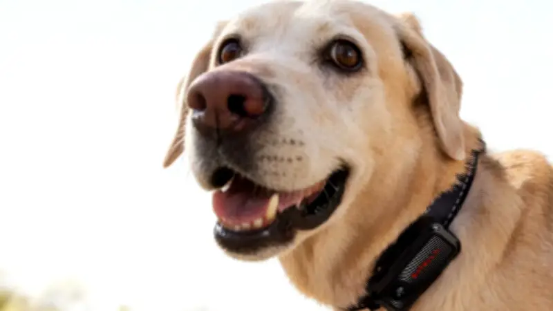 Cómo limpiar a tu perro tras el paseo sin dañar su piel: guía esencial