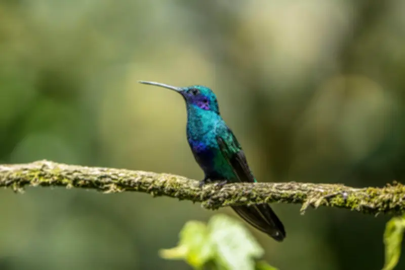 Colibrí chillón: el ave que poliniza los jardines urbanos de Bogotá