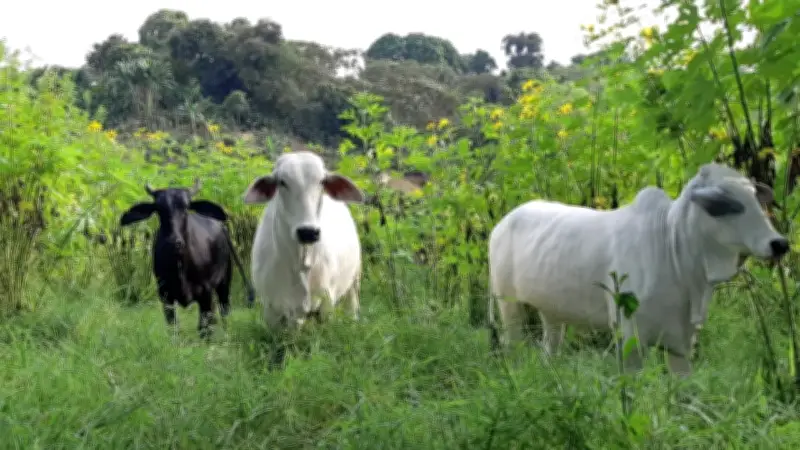 Colombia inicia primer ciclo de vacunación pecuaria de 2026